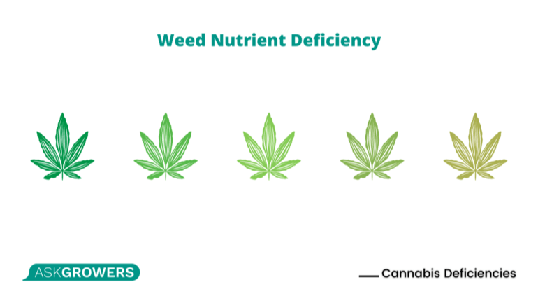 nutrients for weed